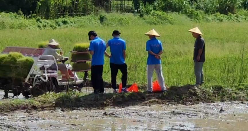 福建農(nóng)大學子深入調(diào)查水稻種植的過程和方式