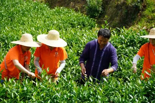 “走進茶山，傳承茶韻”——湖南工商大學李茶青鋒隊進茶園參觀調研