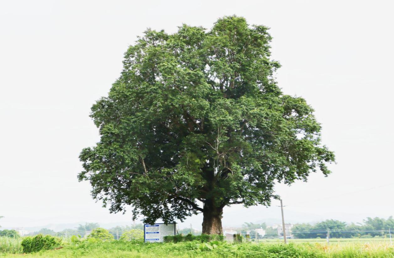 綠美理念扎根校園，青春力量點亮山野