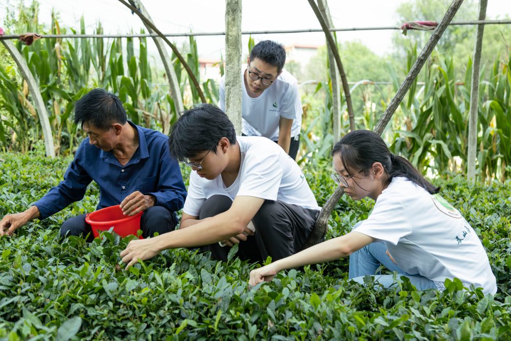 溪谷茶香邀采擷，直播帶貨掀熱潮