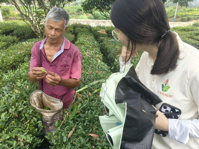 茶香漫山野，調研促振興