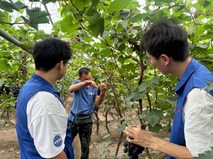 青春深耕葡鄉地，智慧點亮振興路——渤海大學“葡寫青春小分隊”清徐實踐行