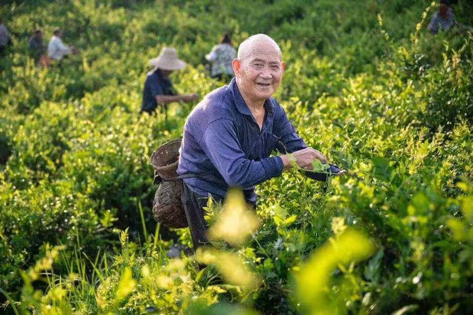 探秘來鳳藤茶韻，共繪鄉村振興圖 ——“信”尋美麗鄉村隊2024年來鳳縣紀實
