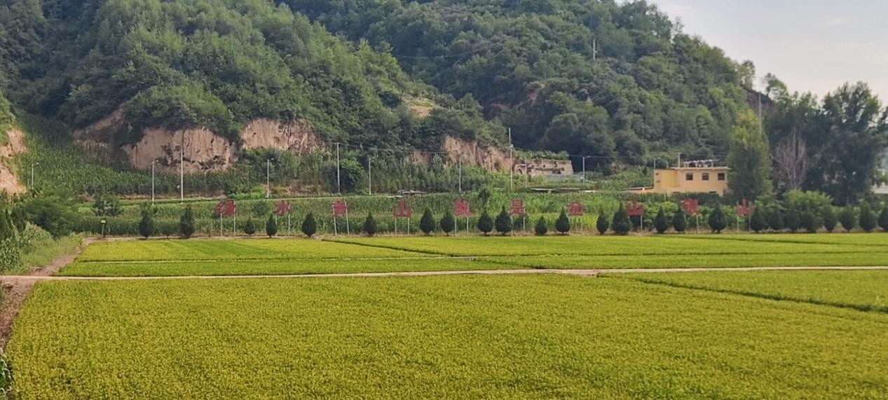 桃寶峪村調(diào)研行：綠色共富，繪南泥灣鎮(zhèn)生態(tài)旅游新畫卷