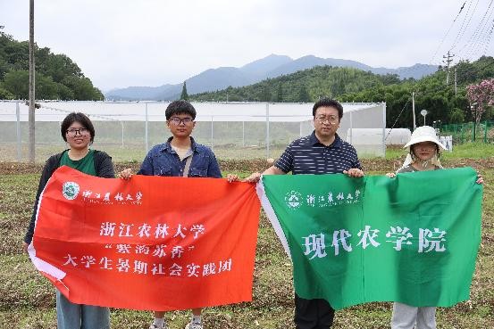 青春才智潤鄉土，紫蘇飄香產業興——浙農林學子下鄉實踐助力鄉村振興