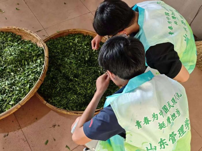 茶韻飄香：以專業(yè)破局，用青春為鄉(xiāng)村振興注動能