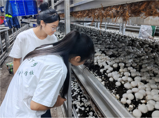  菌菇醫路行，助力鄉村興