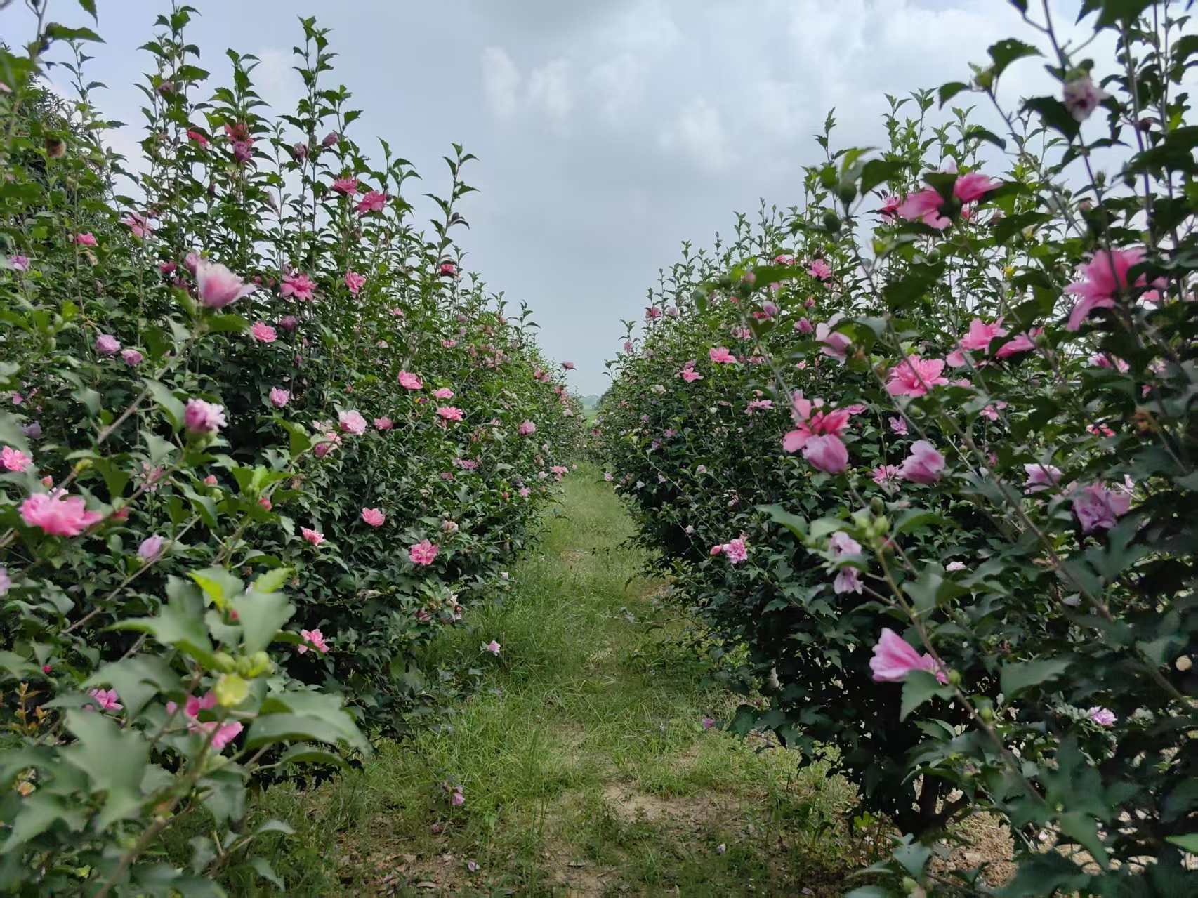 中南林業科技大學學子“三下鄉”：共謀發展，“槿”上添花