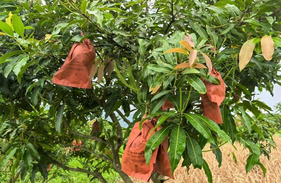 循跡彩云芒果鄉(xiāng)，以生態(tài)調(diào)研為筆，共繪永德鄉(xiāng)村振興新畫卷