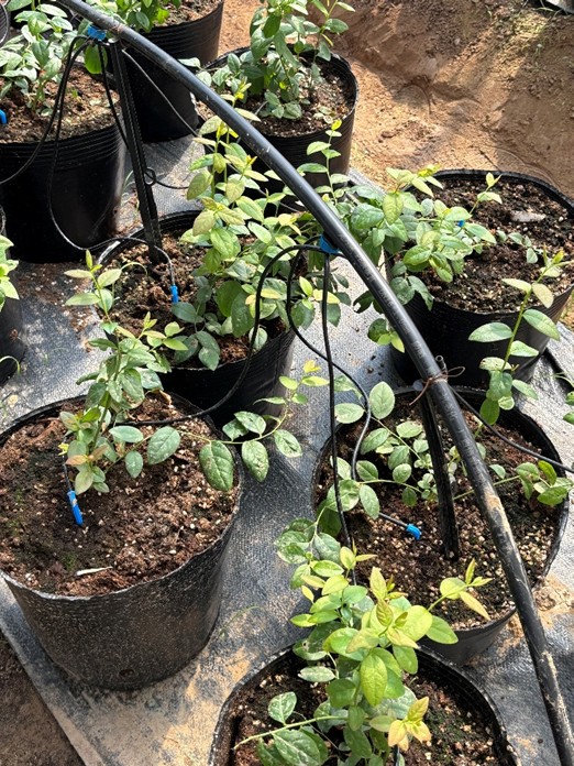 南泥灣馬坊村探訪綠色農(nóng)業(yè)轉(zhuǎn)型之路，金伯利農(nóng)場有機(jī)實(shí)踐成效顯著