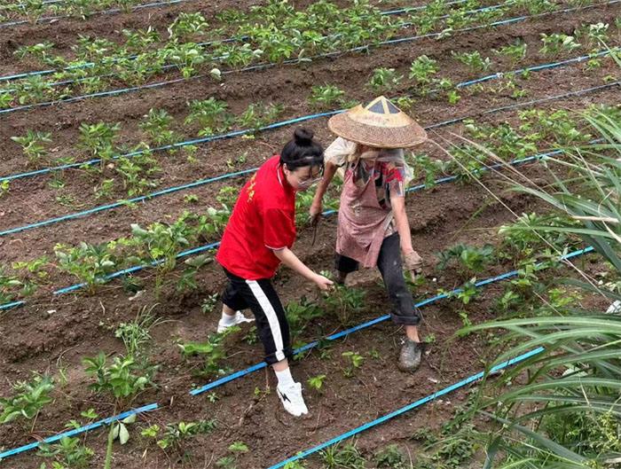 貴州學子三下鄉：躬耕田野助農忙，青春力行護莓香