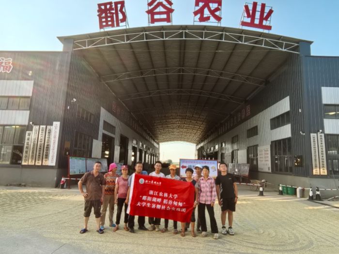 鄱陽湖畔，稻谷甸甸——江西再生稻推廣暑期社會實踐紀實