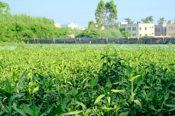 緊跟時代步伐，賡續綠竹未來