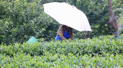 傳承非遺茶韻，賡續紅色血脈——成都外國語學院教體學子走進雅安名山區